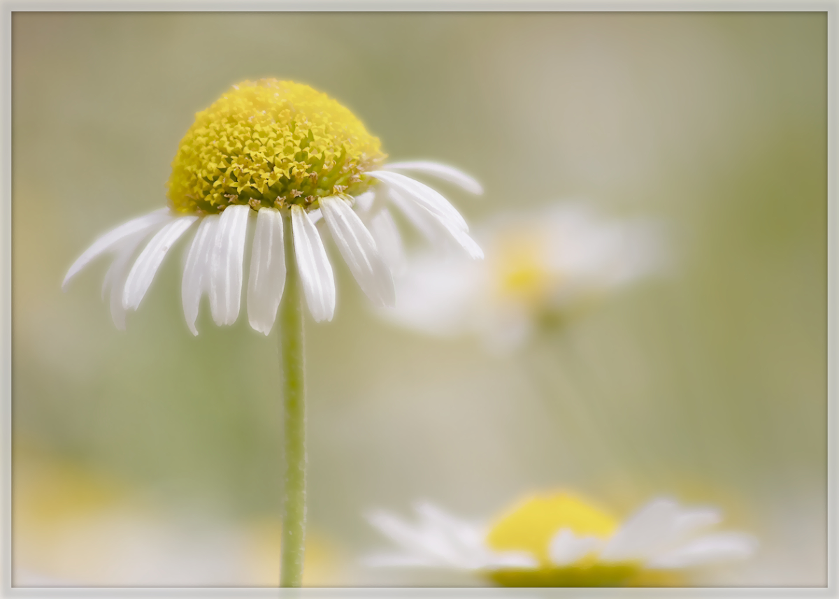 A Summer's Day