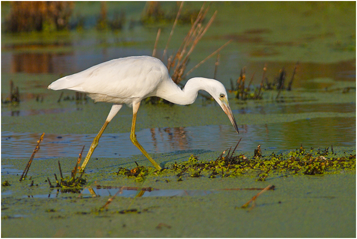 Little Blue Juvenile