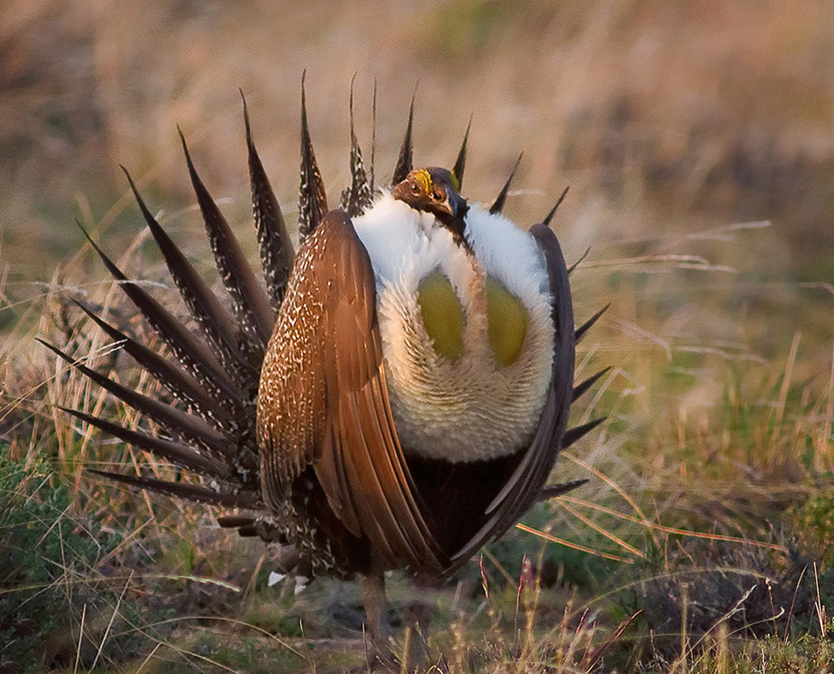 Sage Grouse Display