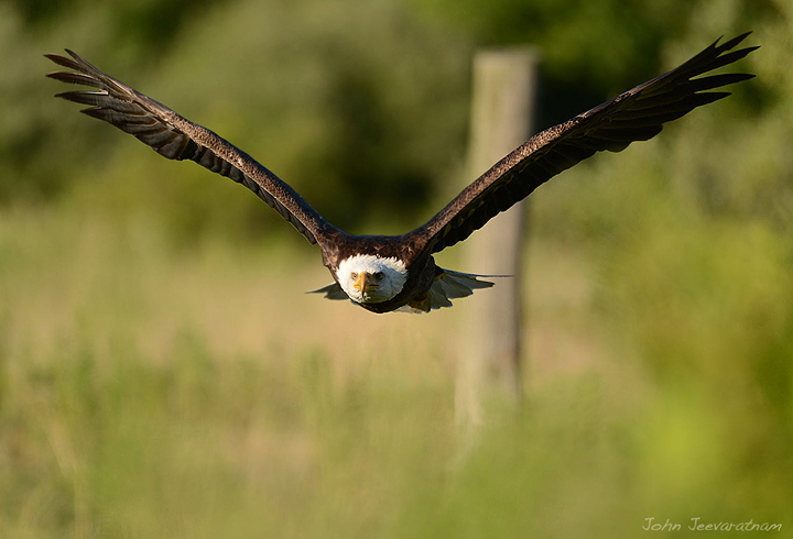 American Bald Eagle