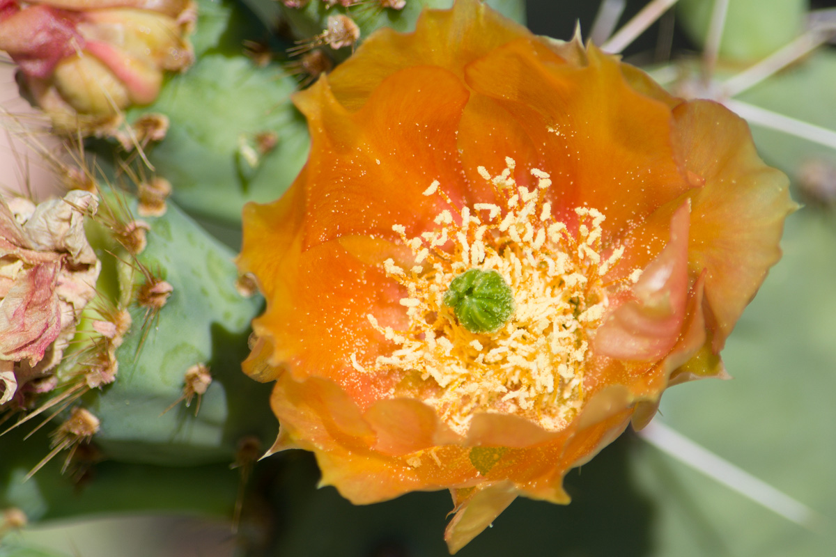 Prickly Pear Flower