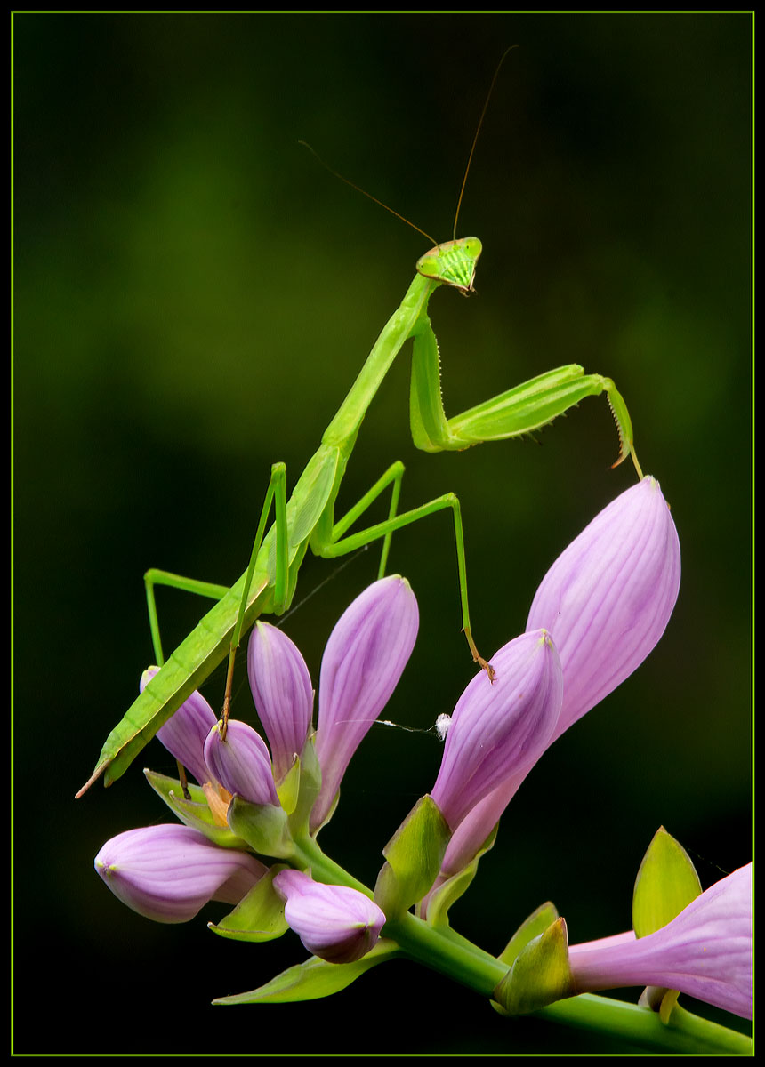Praying Mantis