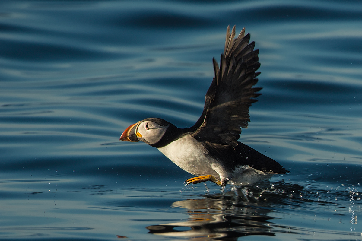 Puffin Takeoff