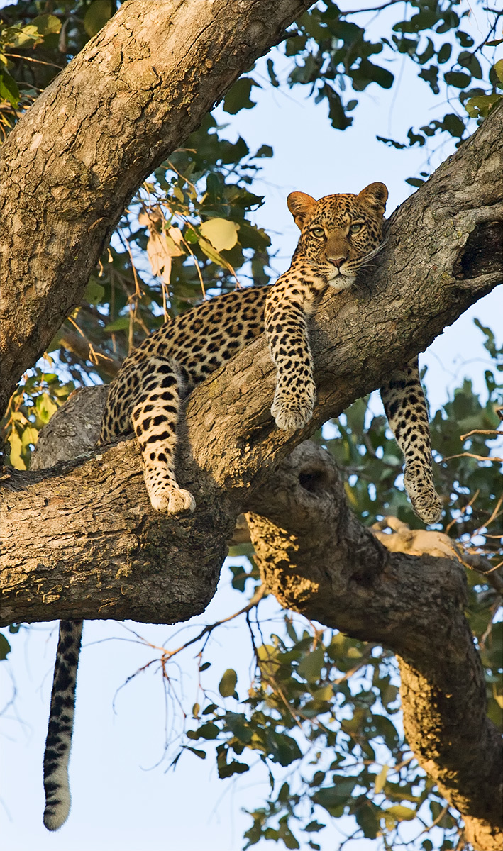 Lady in a Tree