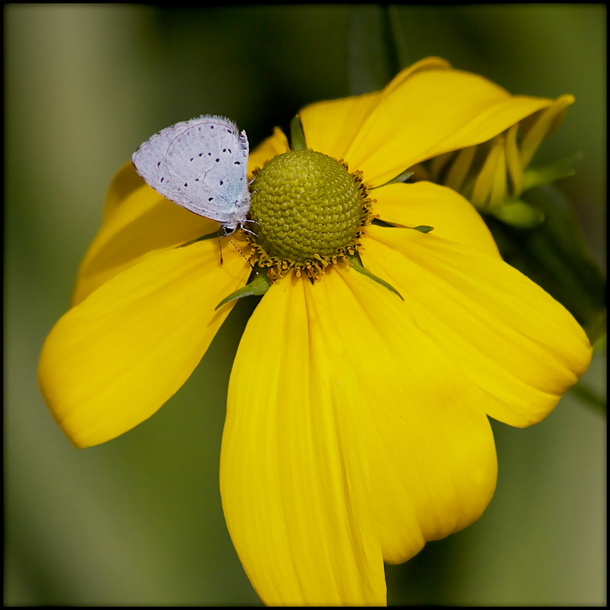 Holly Blue
