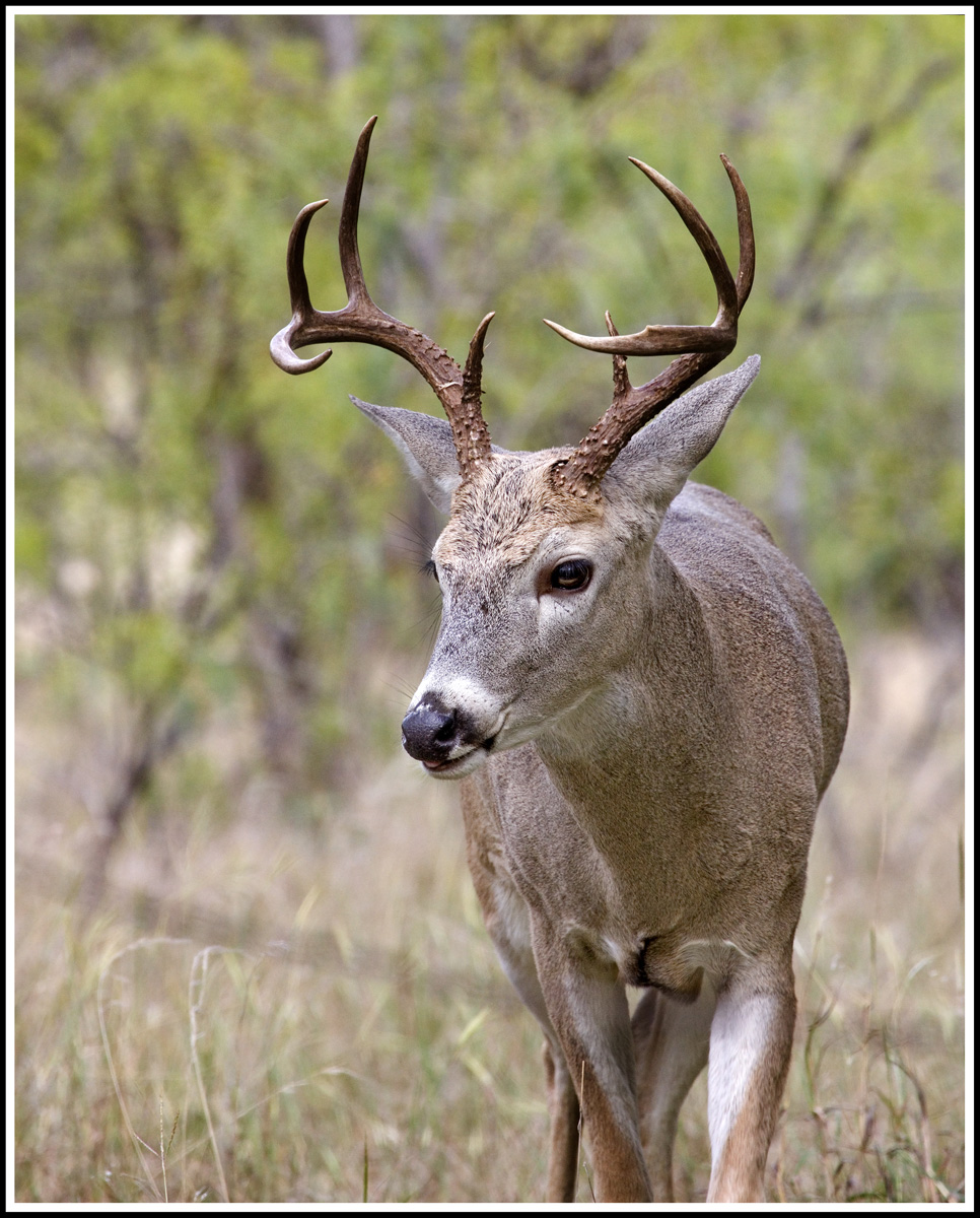 Texas Buck