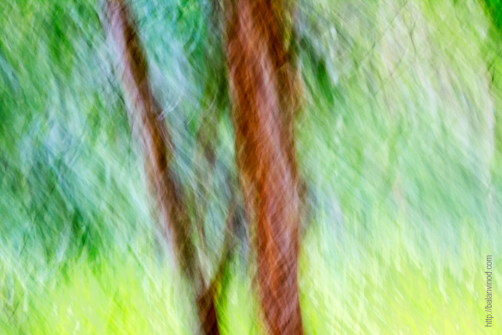 Jungle Colors