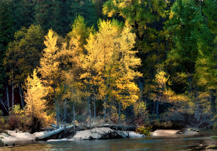 Autumn Aspen Abstract