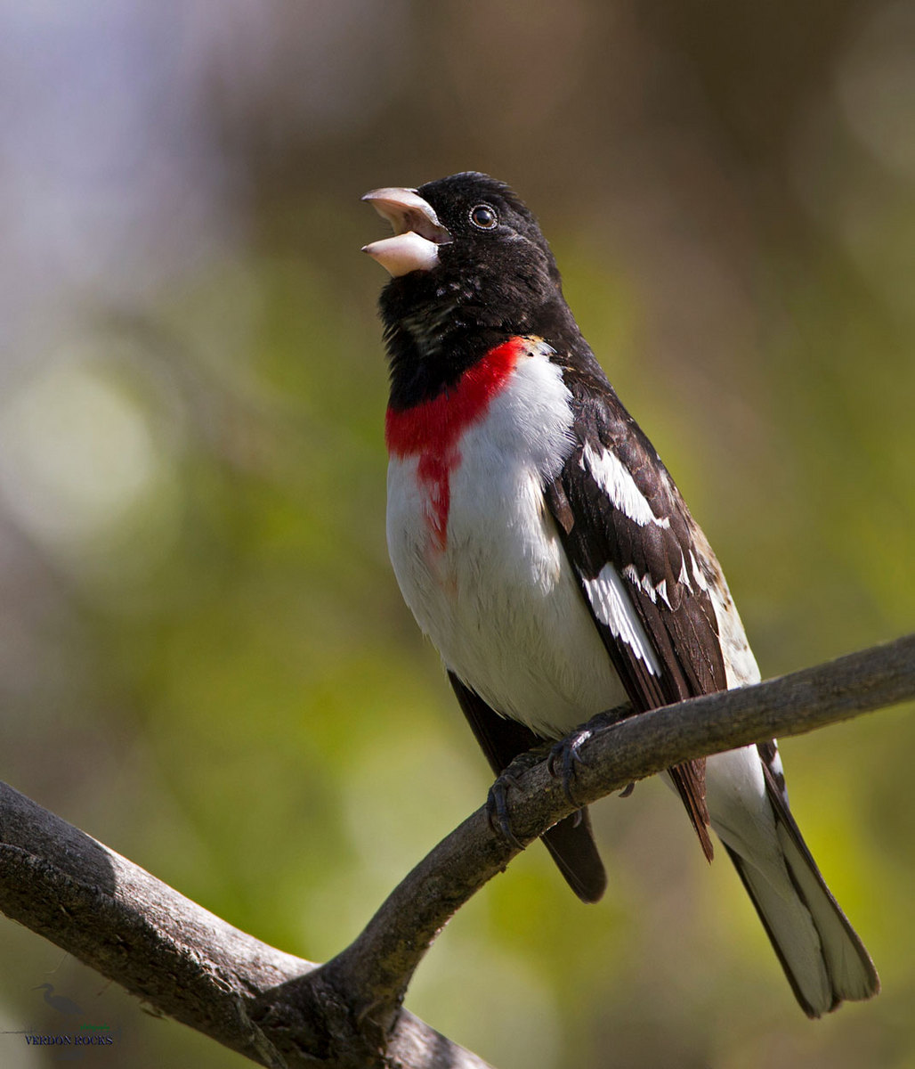 Rose-breasted Grosbeak