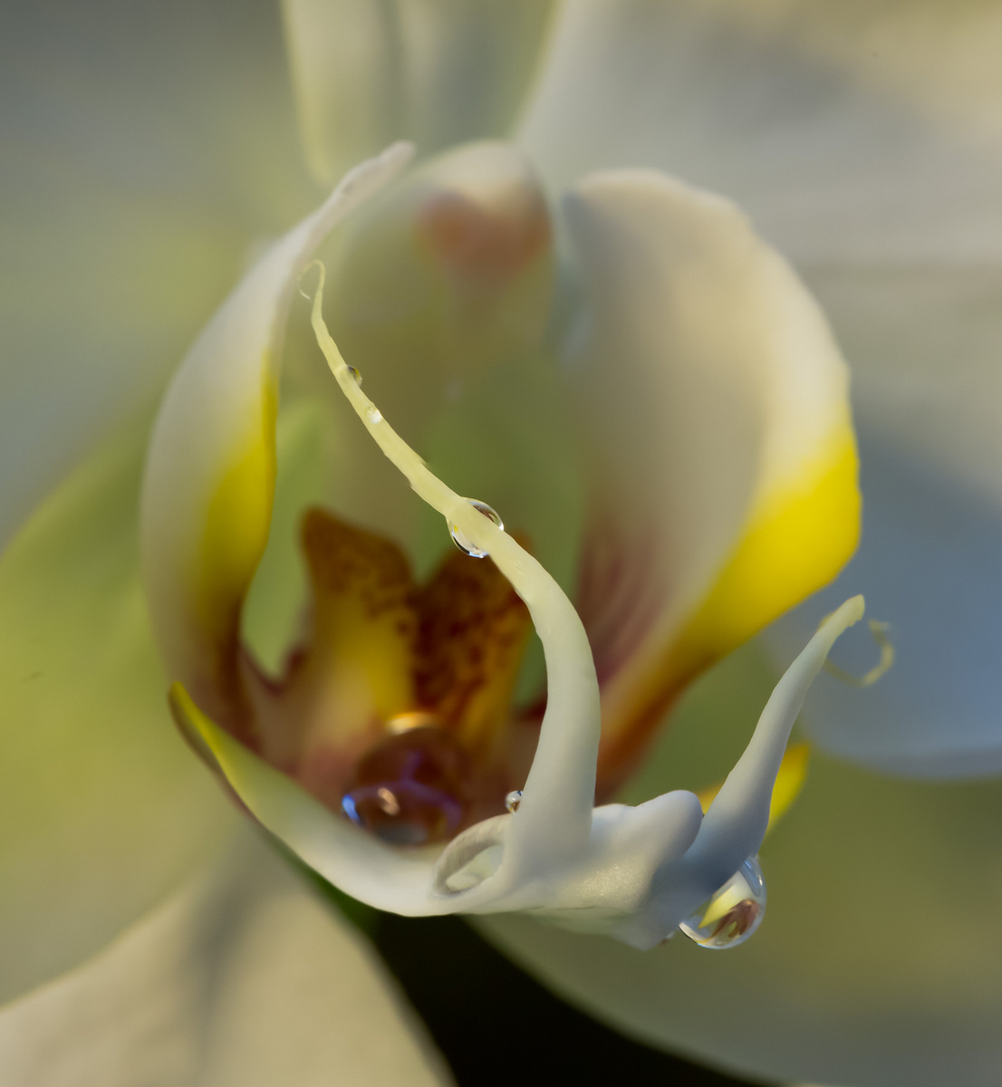 Mapplethorpe Revisited