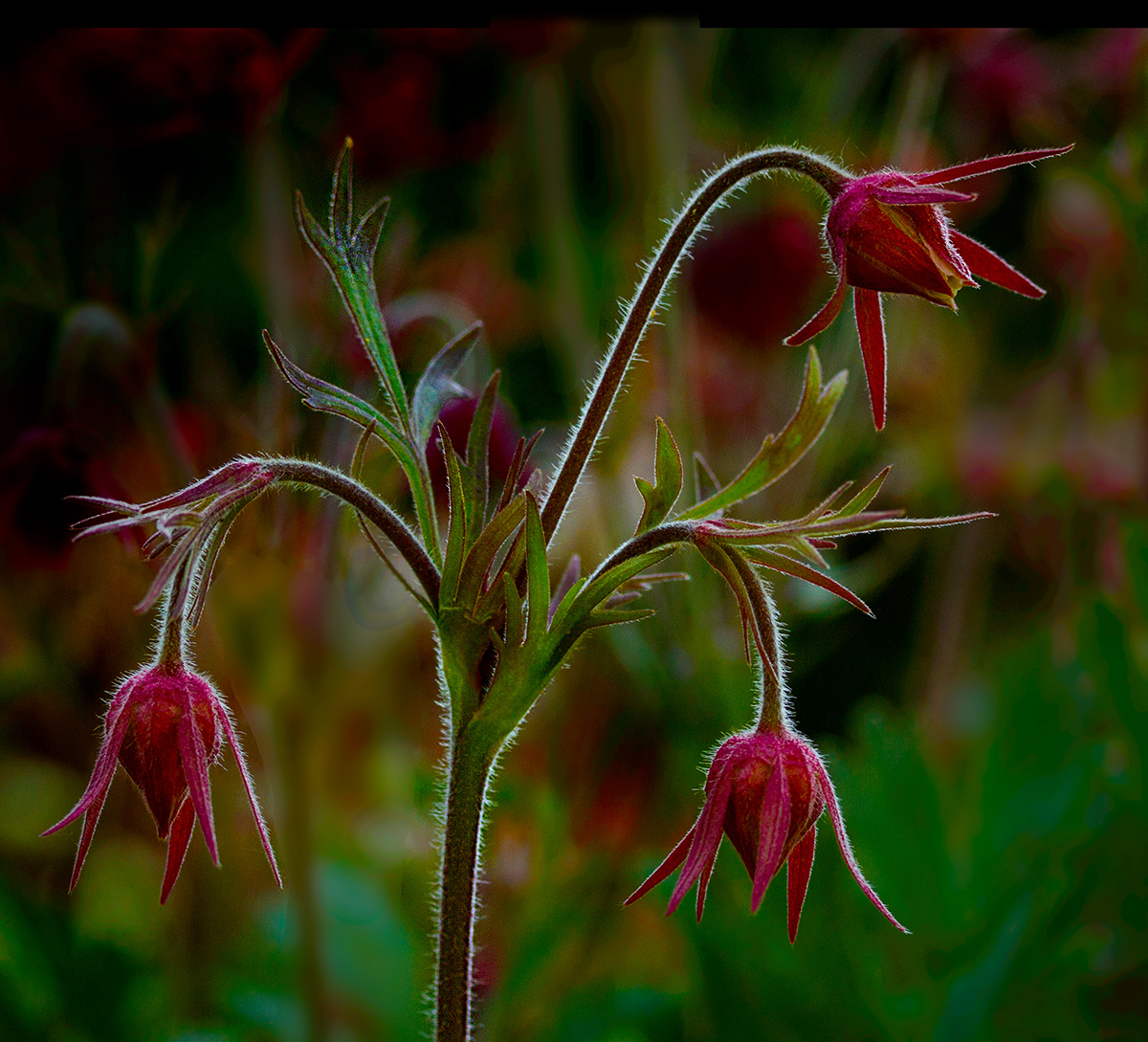 Prairie Smoke Buds