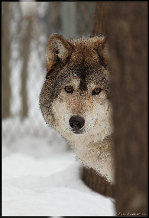 Hungry like a Wolf