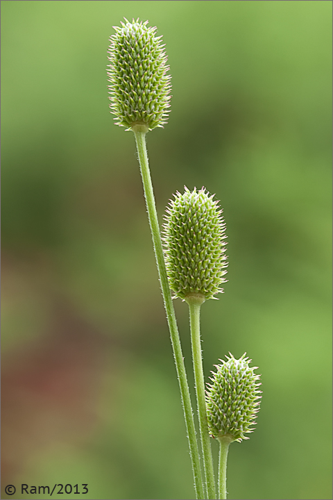 Thimbleweed Trio