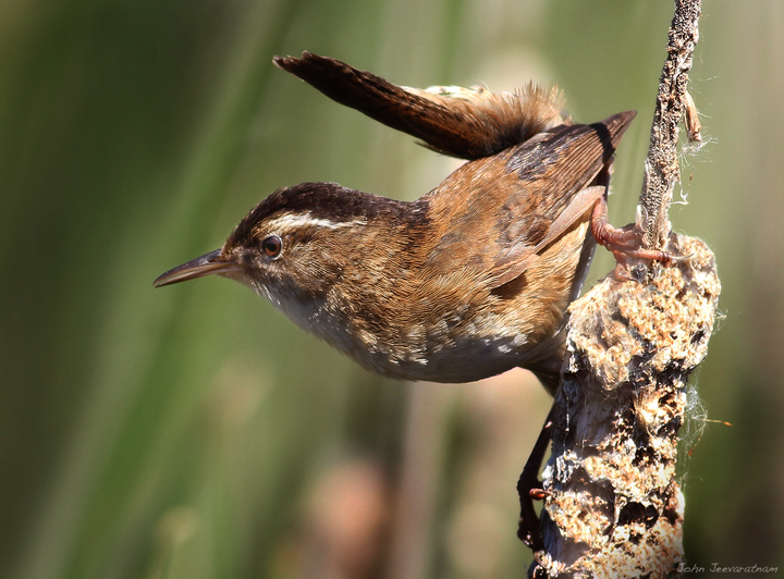 Marsh Wren