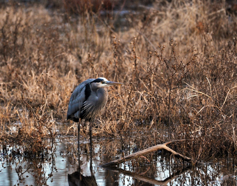 Heron