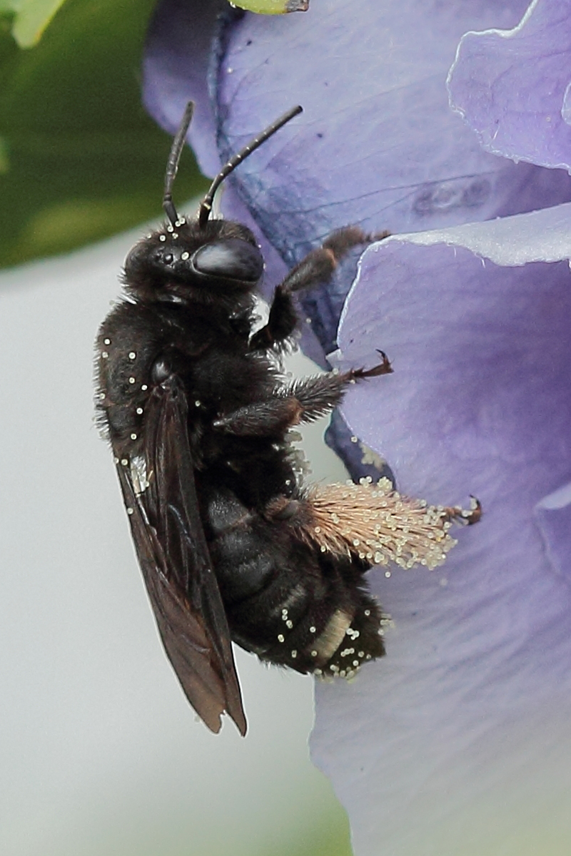 Bee or Fly?