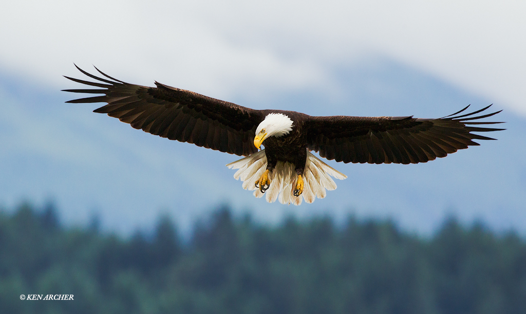 Bald Eagle & Re-post