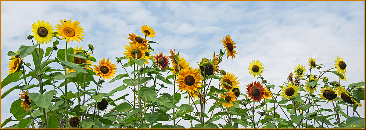 A Sunny Panorama (+alt)