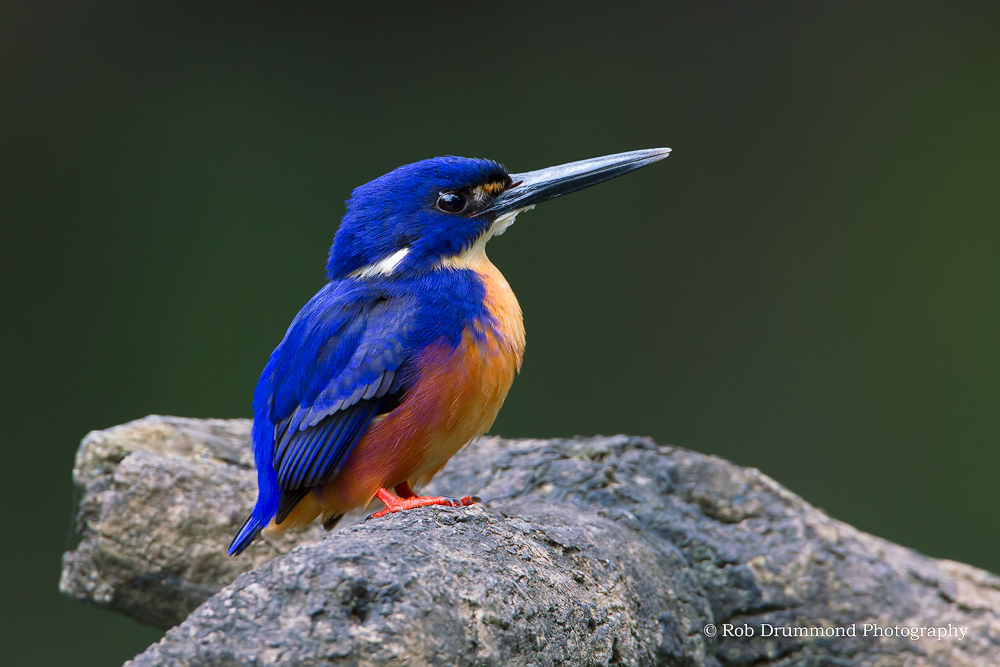 Azure Kingfisher