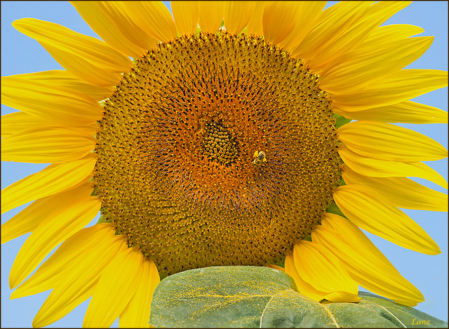 Full Sun (WC)