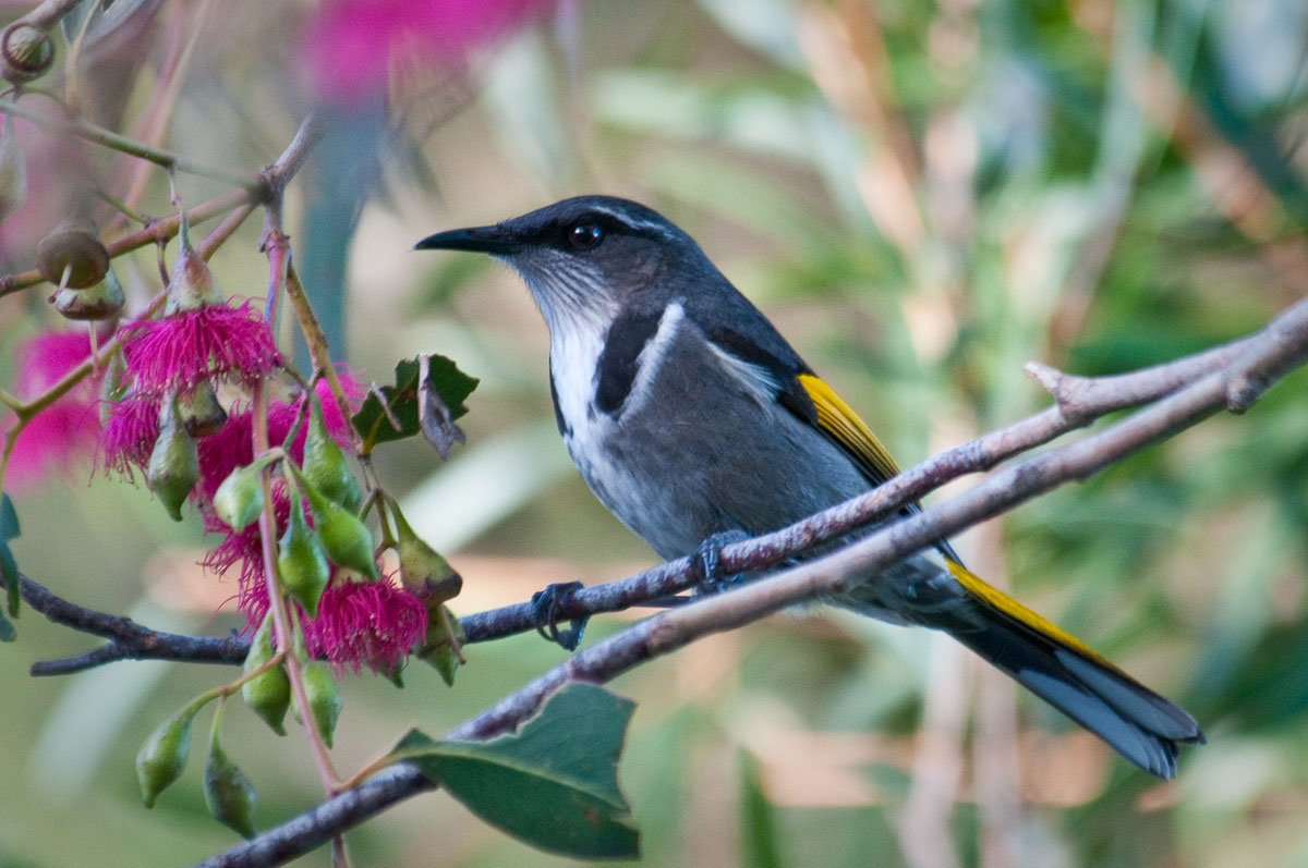 Crescent Honey-eater