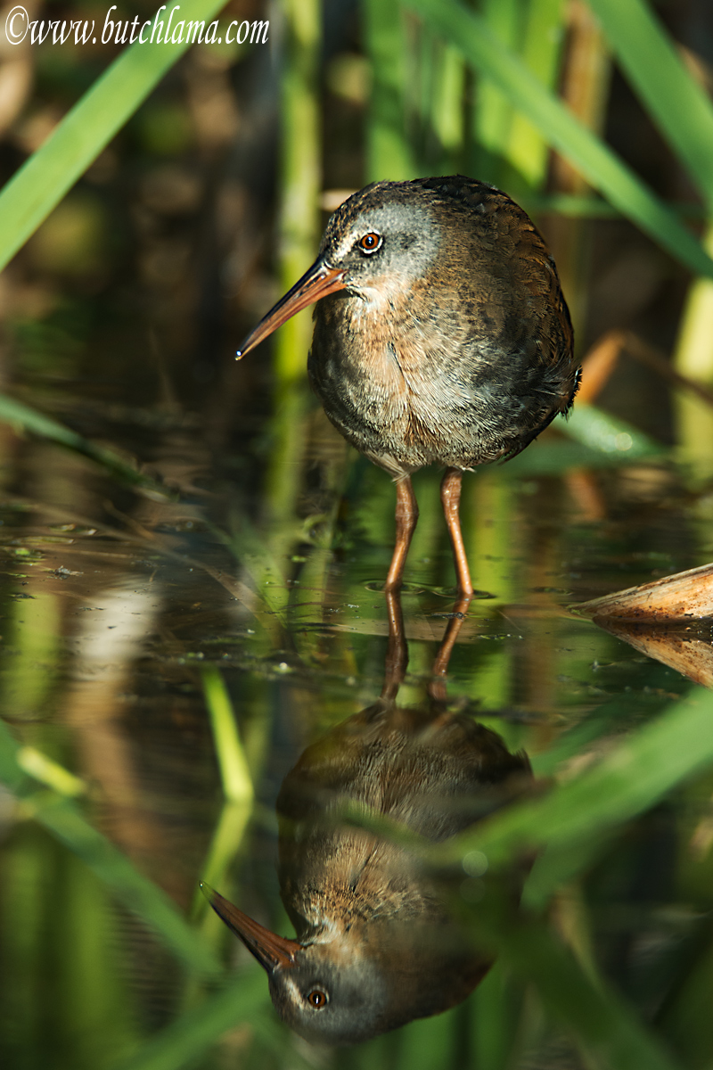 Virginia Rail