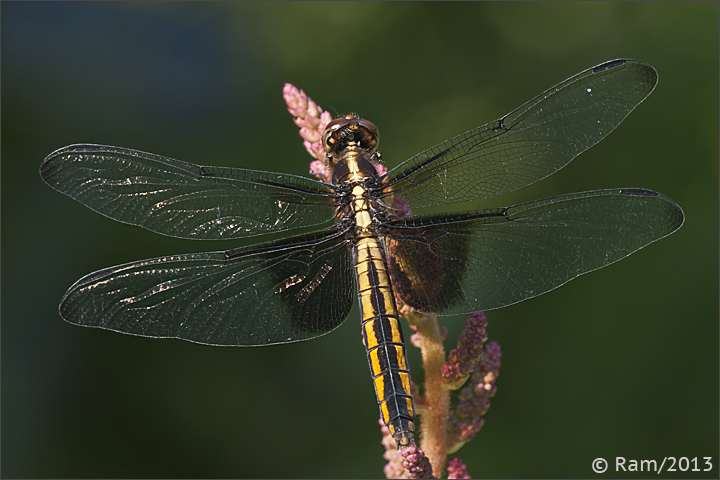 Widow Skimmer