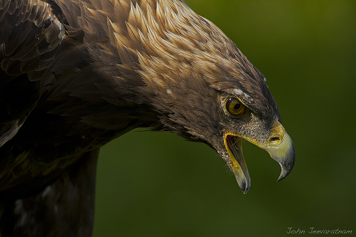 Golden Eagle portriat