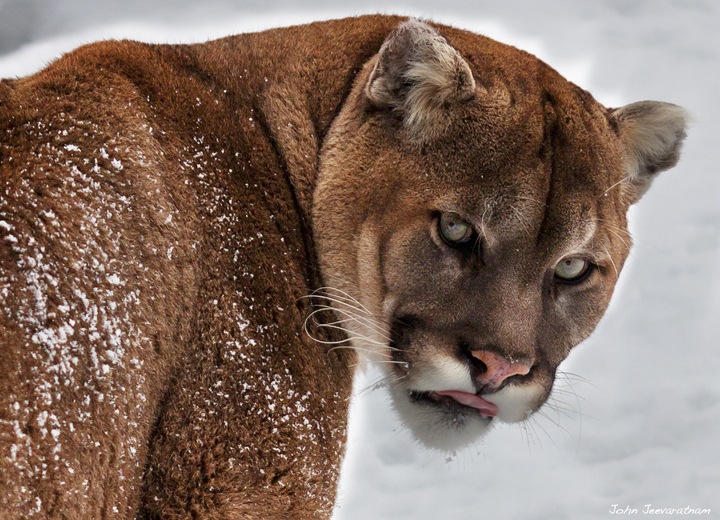 Update: Cougar Portrait