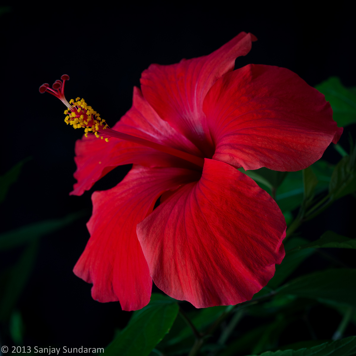 Not Another Hibiscus...