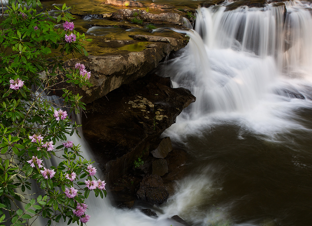 Rhododendron on Glade Cr