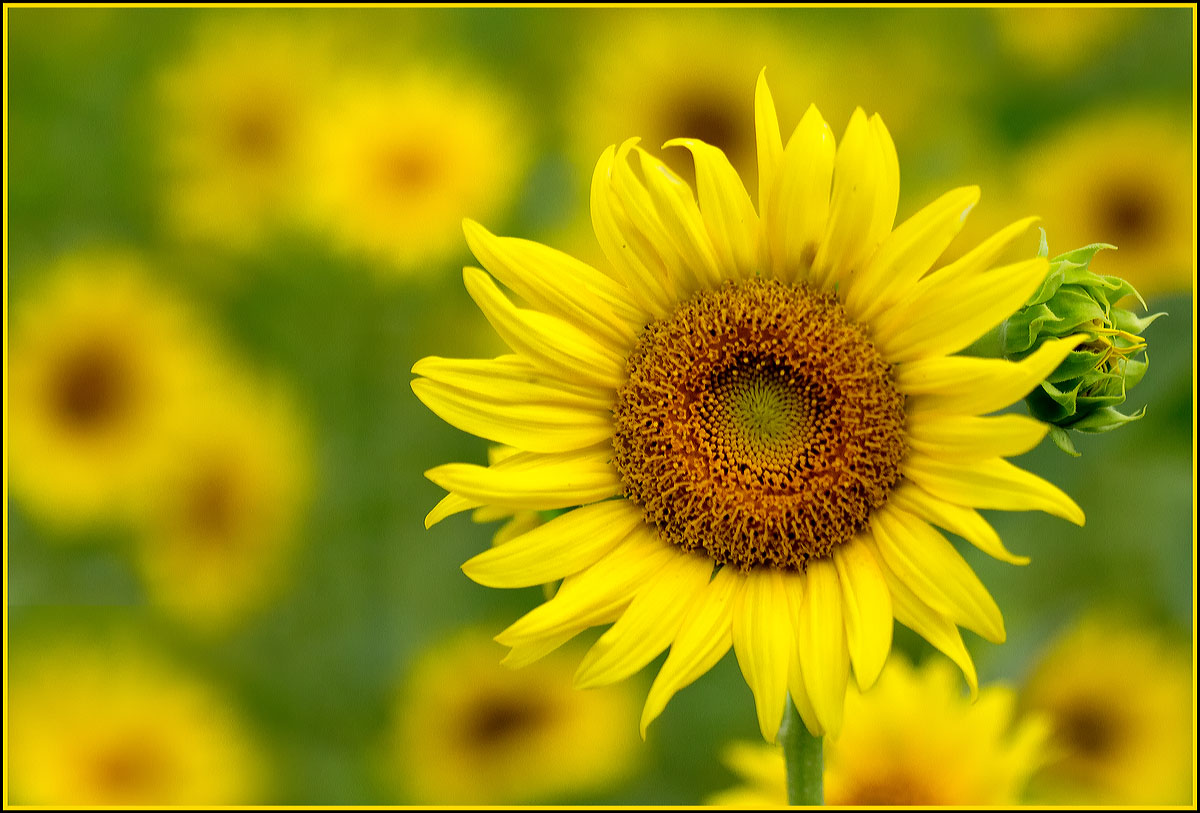 Sunflower field