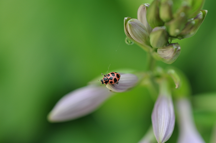 Lady Bug