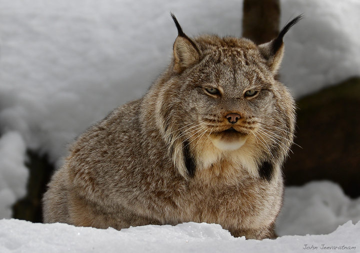 Canada Linx - Furball