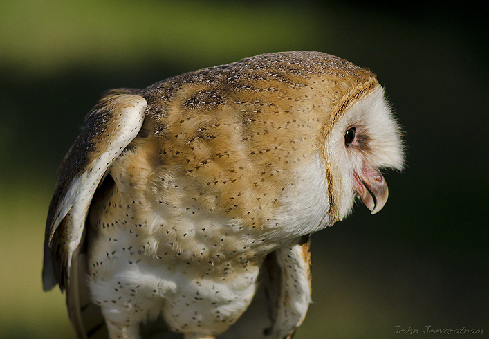 Barn Owl - portrait
