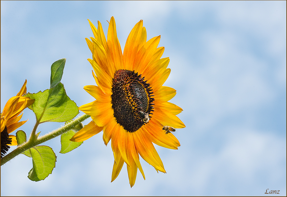 Bee Happy 