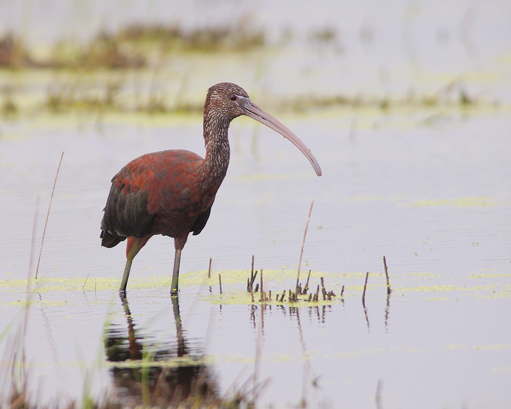 Glossy Ibis