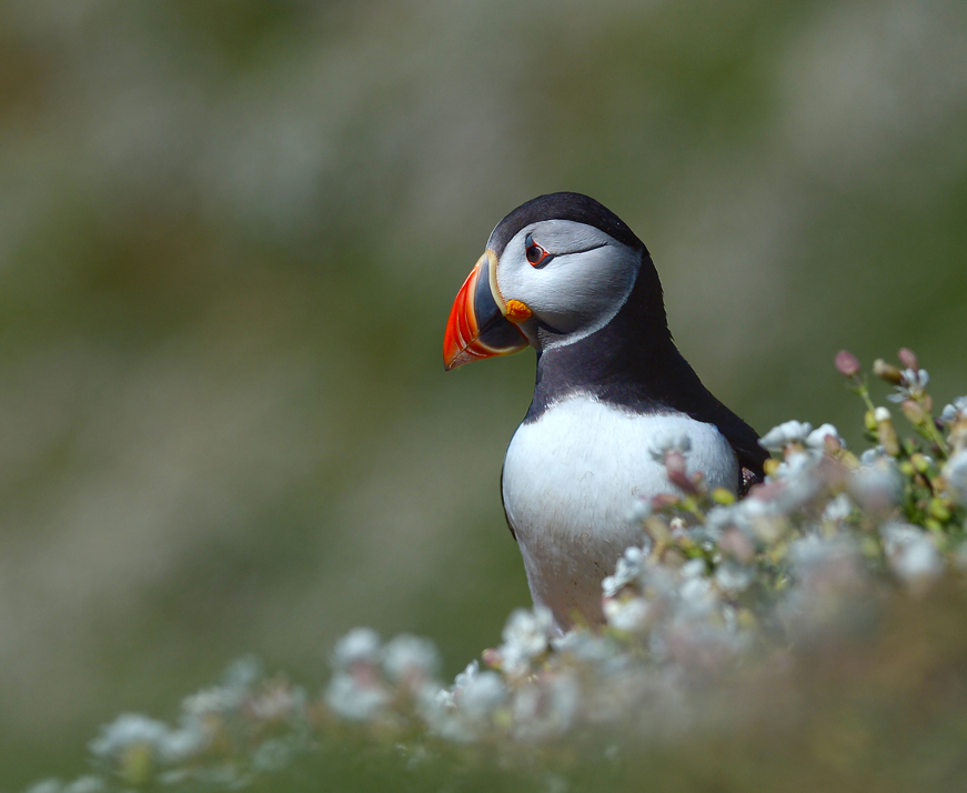 Puffin