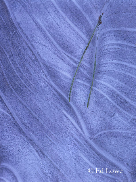 WC #158 Ice Abstract #1