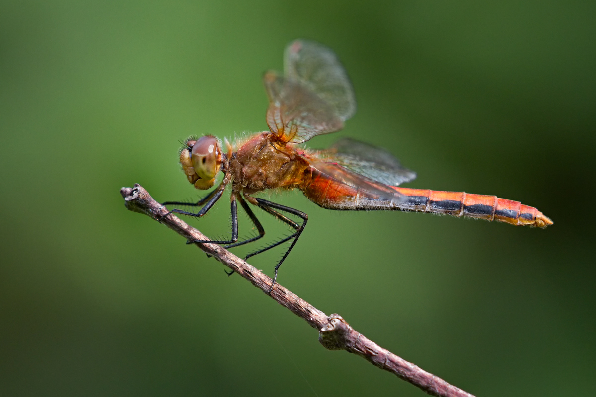 Red dragonfly on green