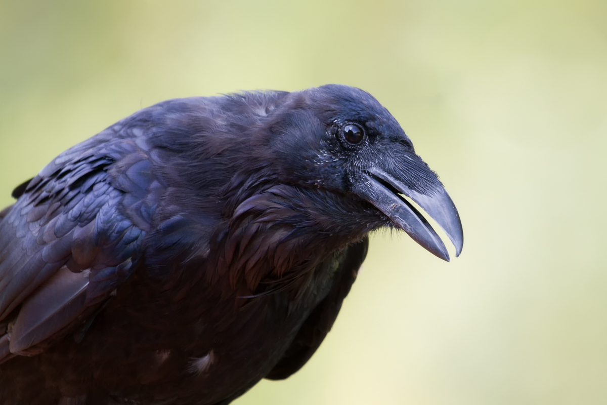 Pondering Raven