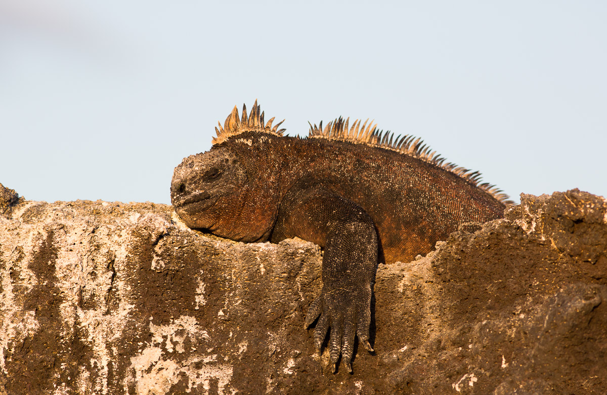 Marine Iguana