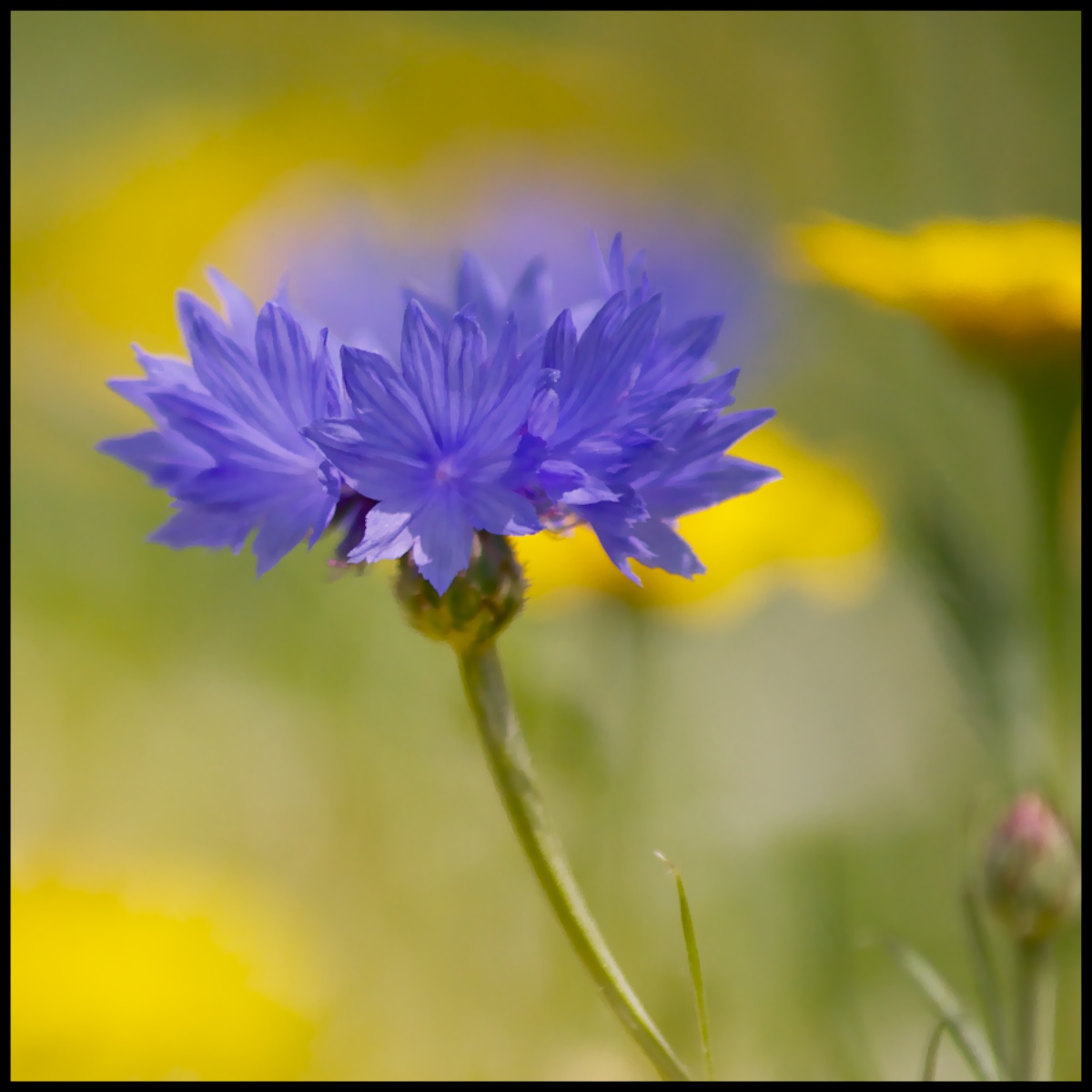Cornflower