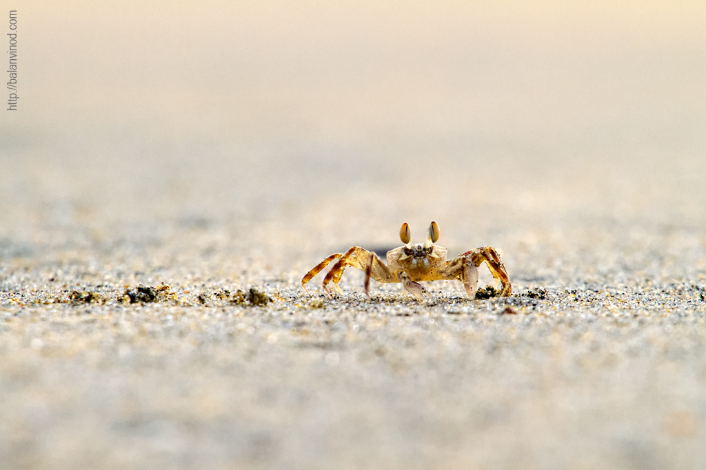 Crab !