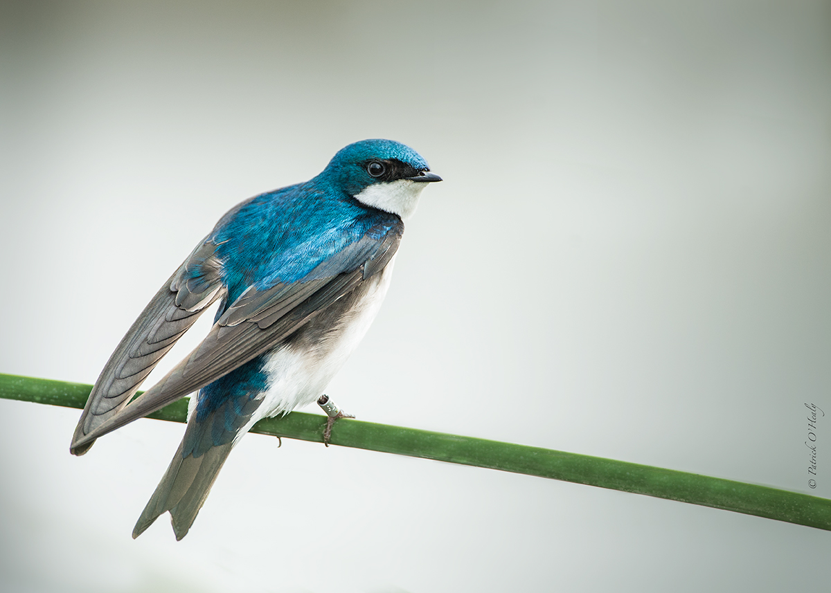 Tree Swallow