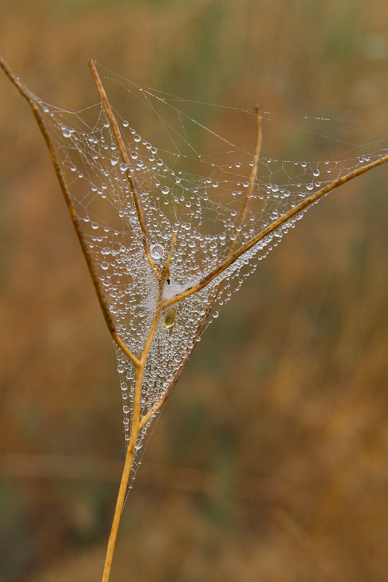 Web on a Foggy Morning