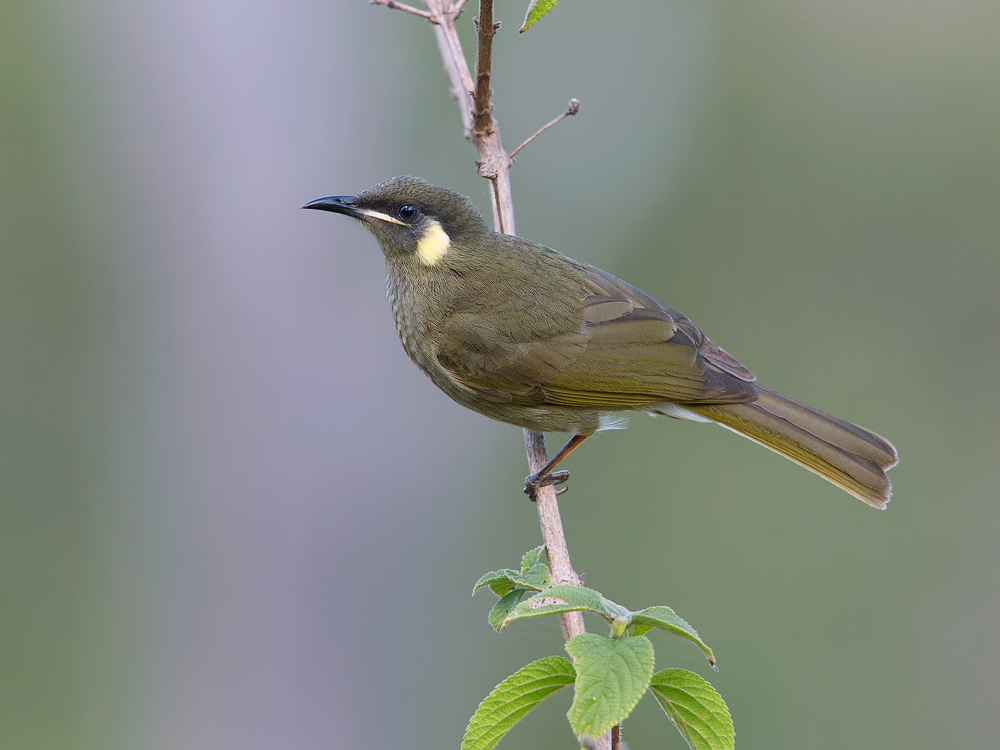 Lewin's Honeyeater