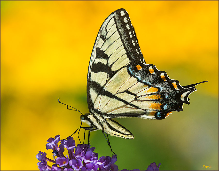Swallowtail