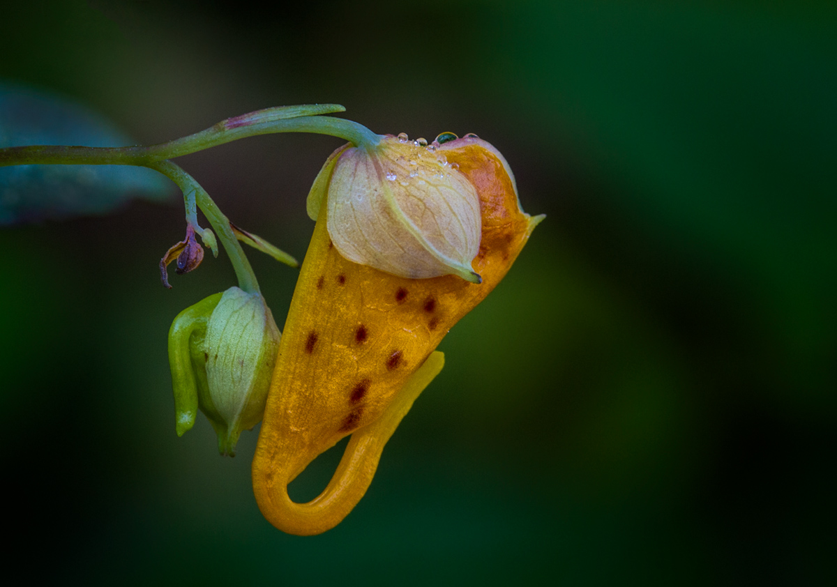 Jewelweed Buds