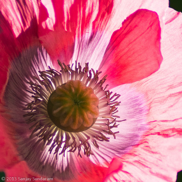 Keefe-esque Poppy